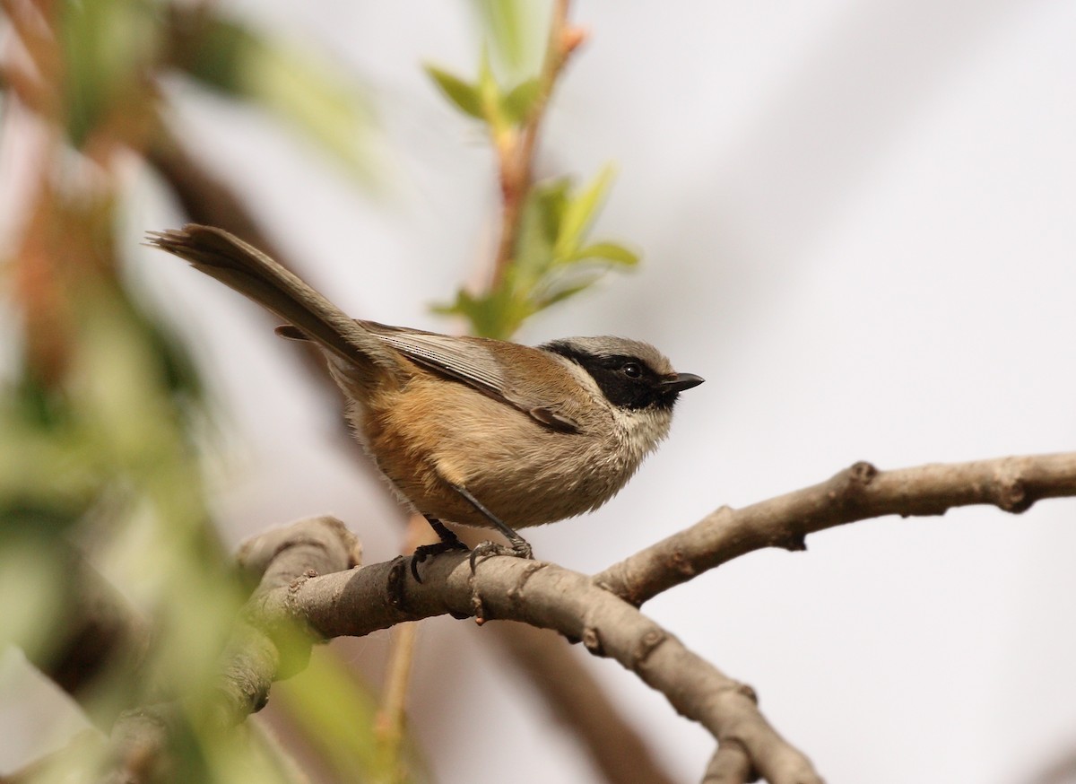 Bushtit (melanotis Group) - ML142707591