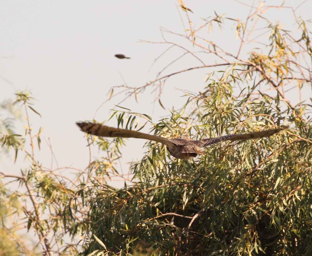 Great Horned Owl - ML142707641