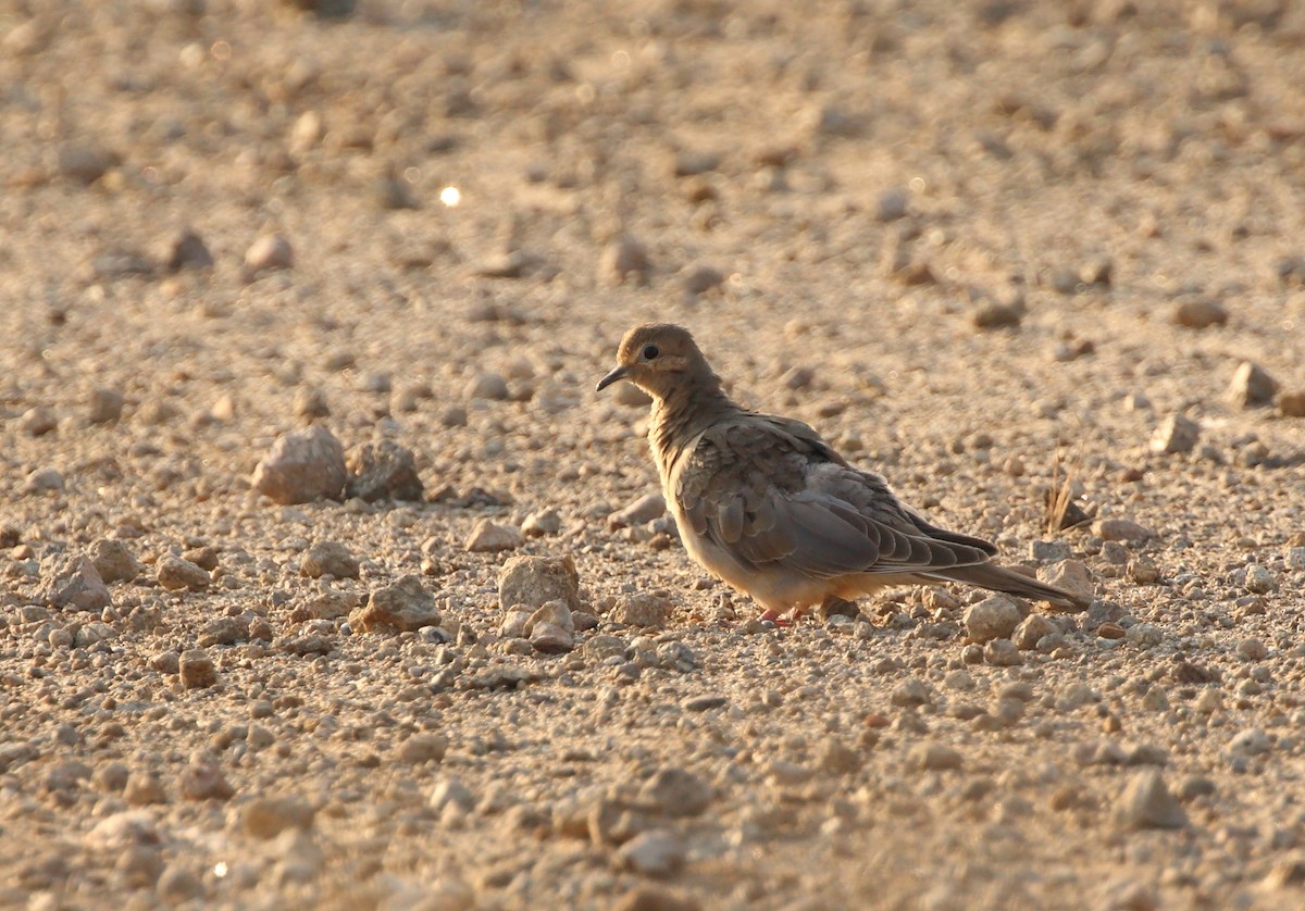 Mourning Dove - Anuar López