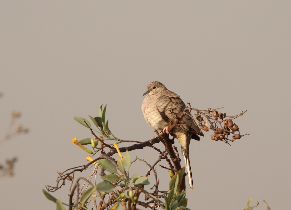 Inca Dove - ML142708391