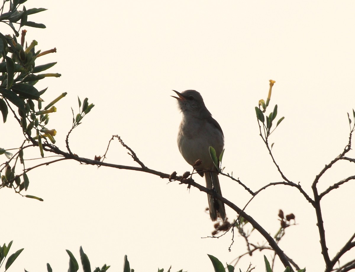 Northern Mockingbird - ML142708421