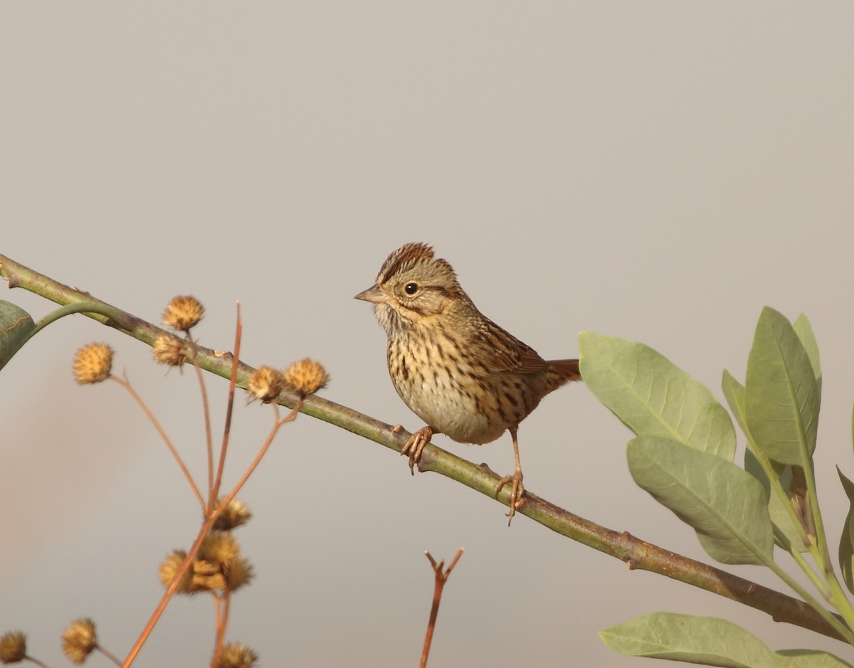 Lincoln's Sparrow - ML142708431