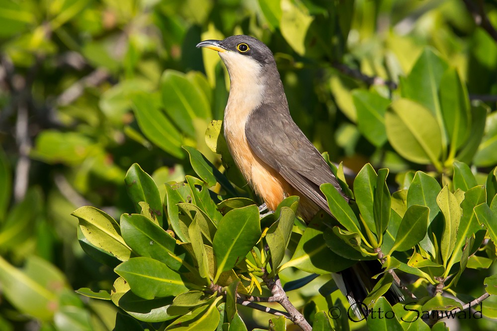 Mangrove Cuckoo - ML142712531