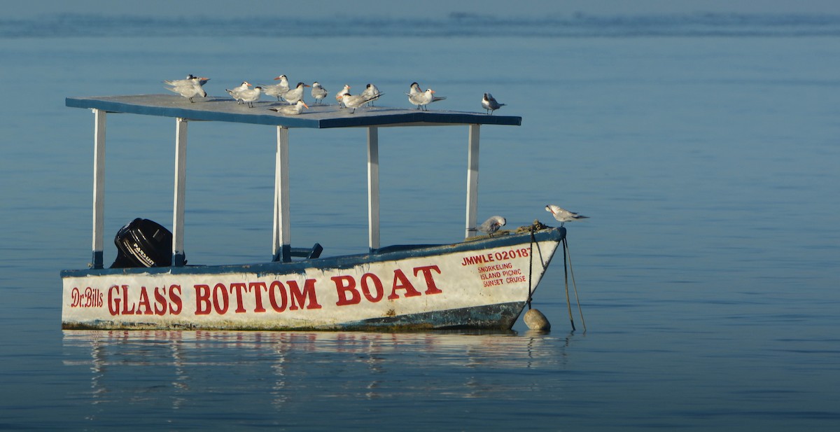 Royal Tern - Anthony VanSchoor