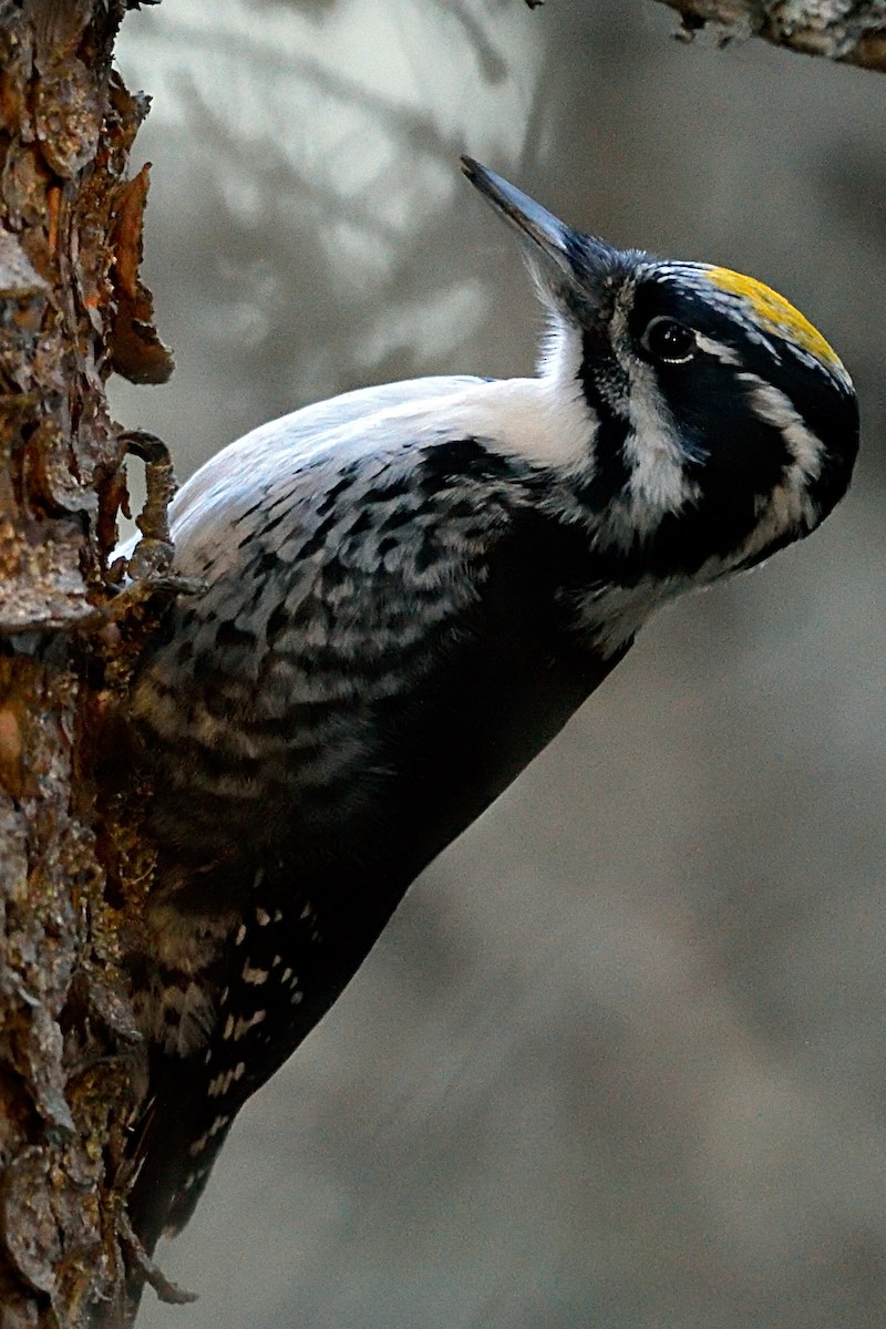 Eurasian Three-toed Woodpecker - ML142713451