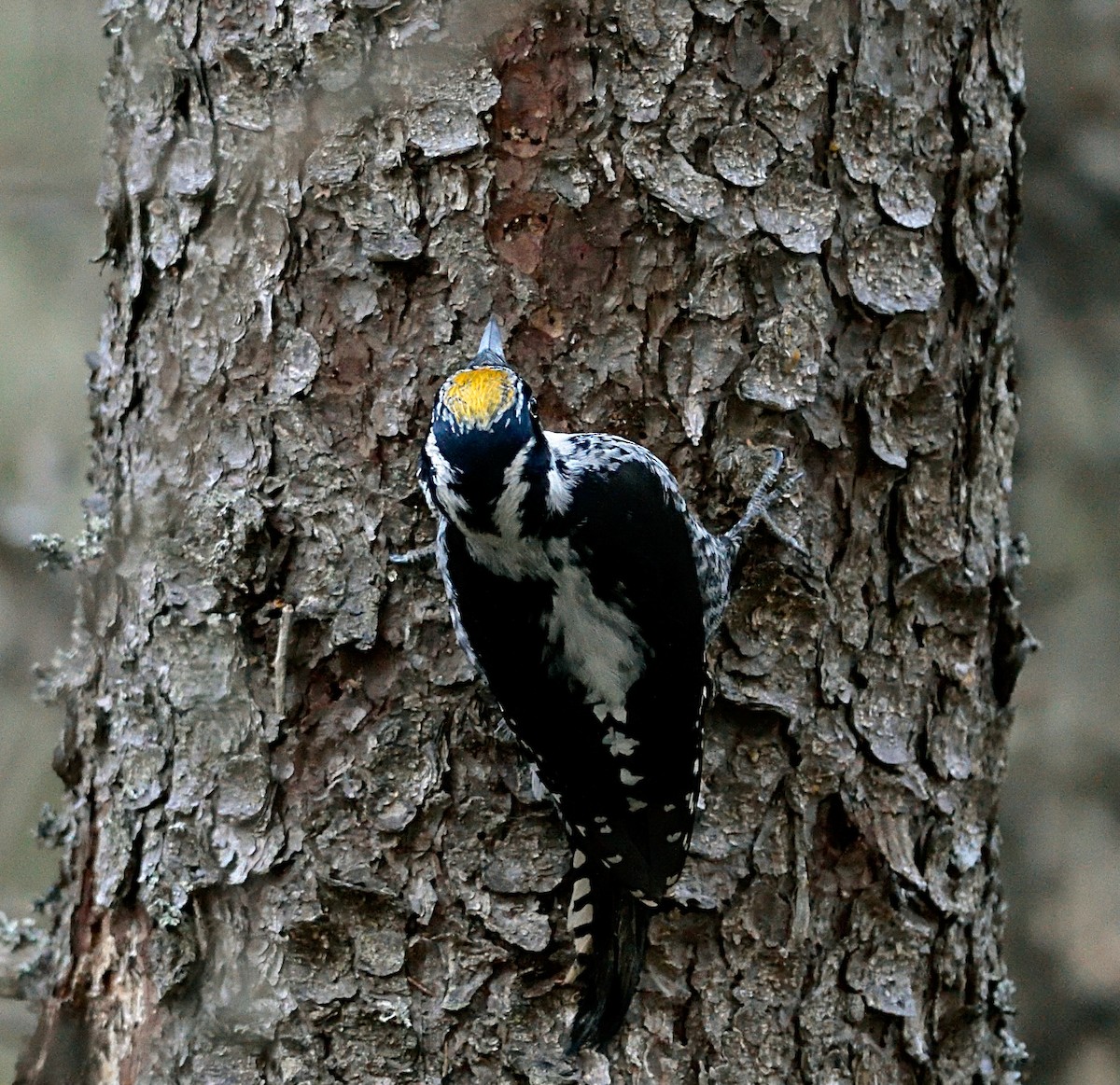 Eurasian Three-toed Woodpecker - ML142713511