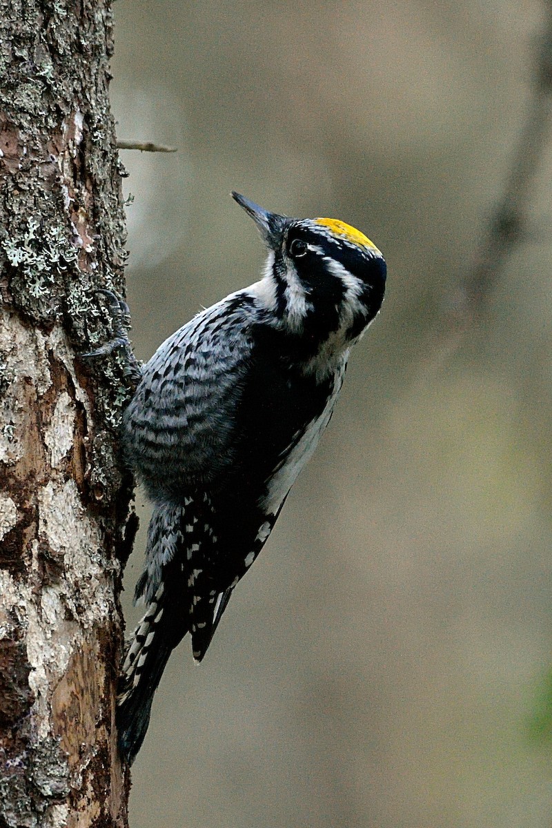 Eurasian Three-toed Woodpecker - ML142713521