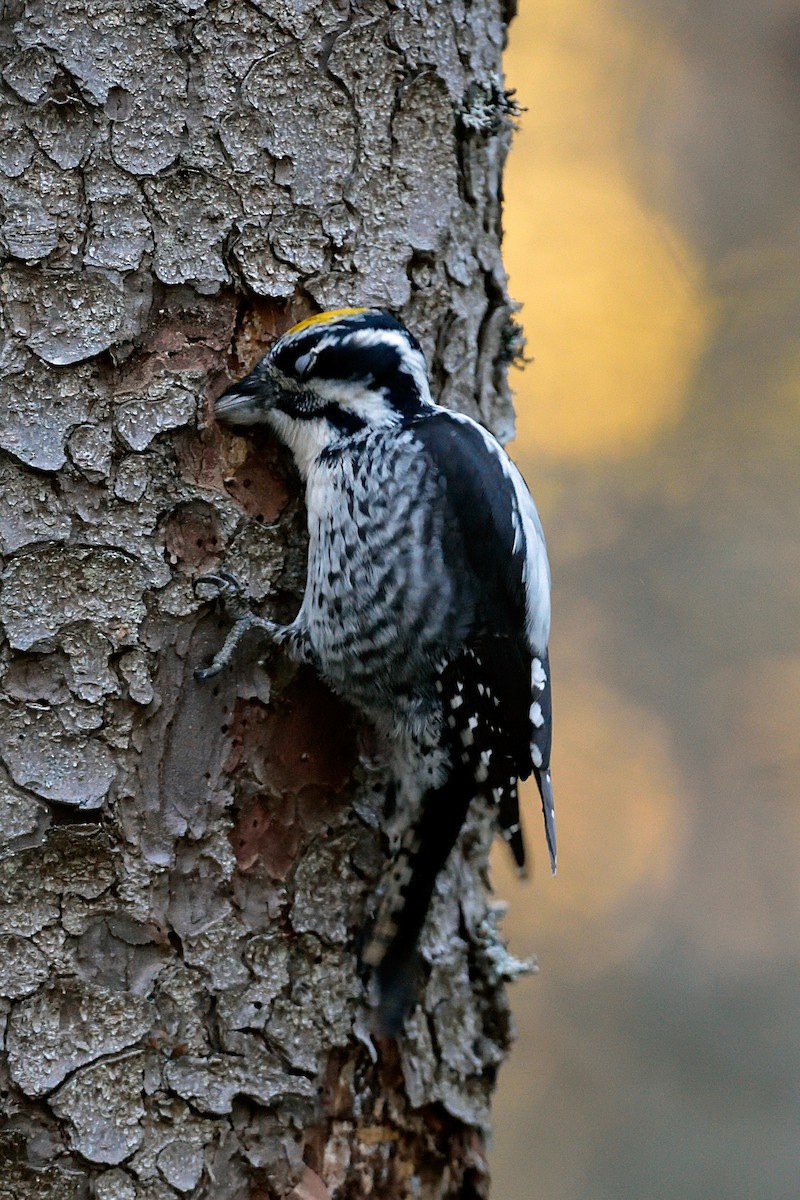 Eurasian Three-toed Woodpecker - ML142713551