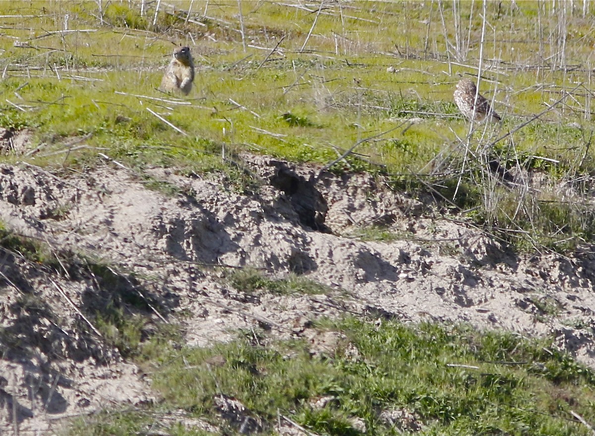 Burrowing Owl - ML142714321