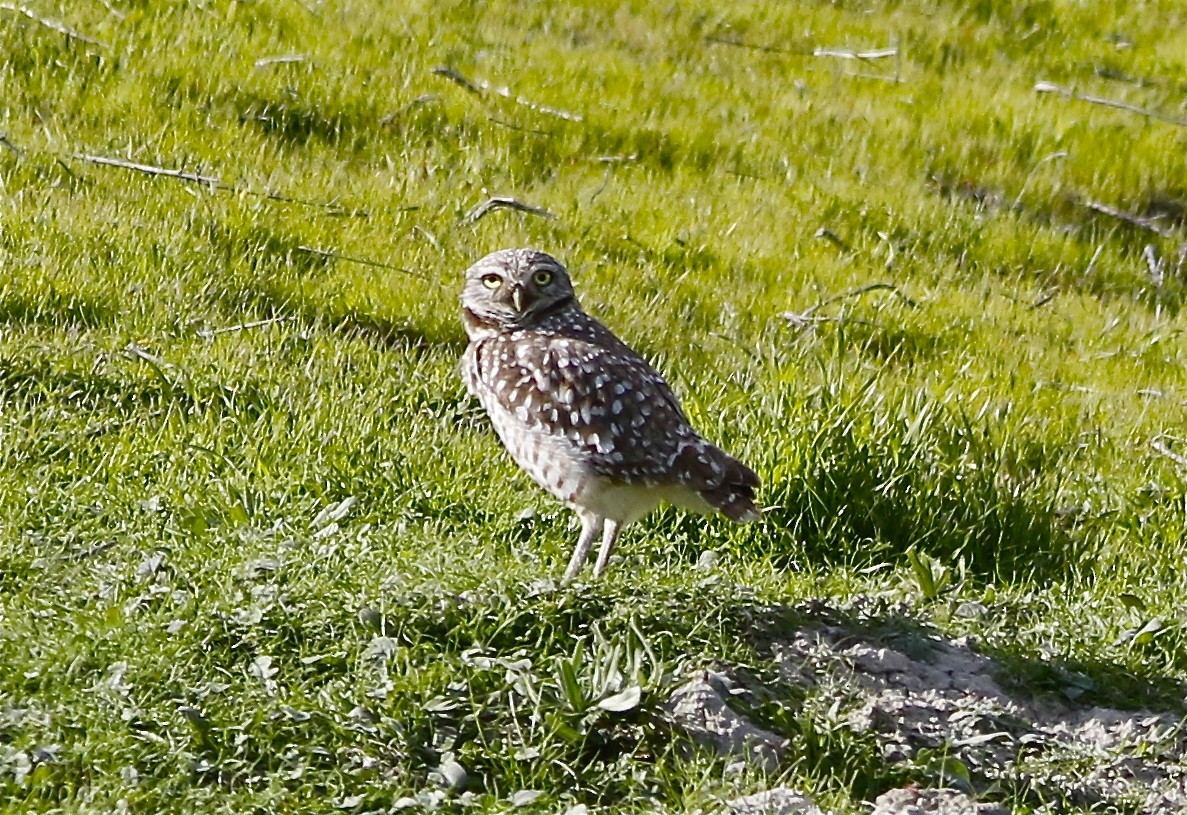 Burrowing Owl - ML142714341