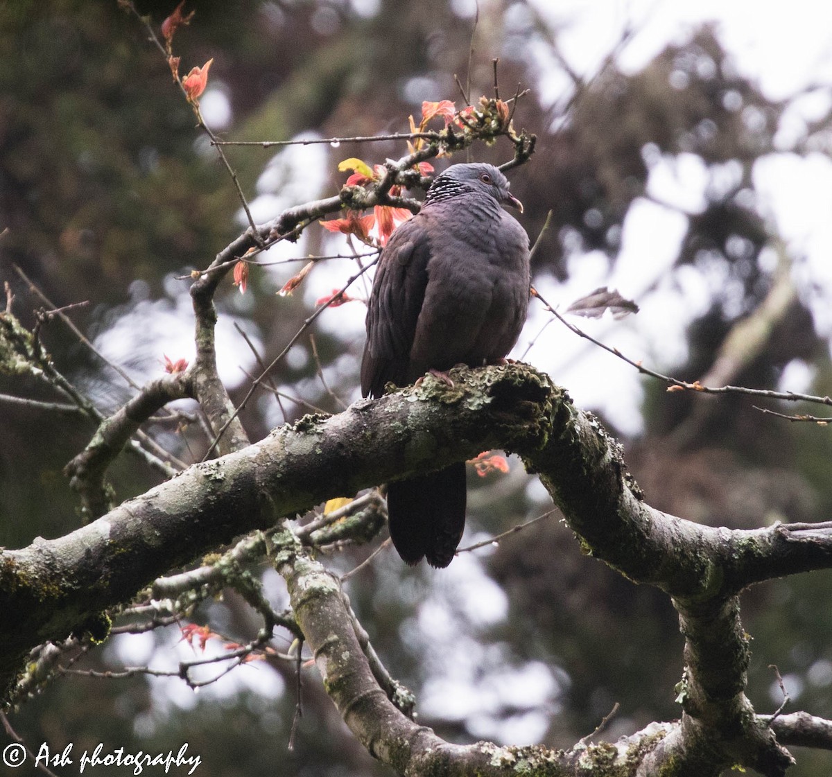 Nilgiri Wood-Pigeon - Ashwini Bhatt