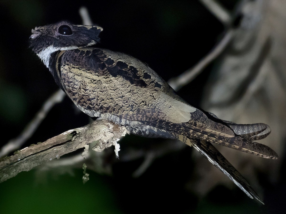 Photos - Great Eared-Nightjar - Lyncornis macrotis - Birds of the