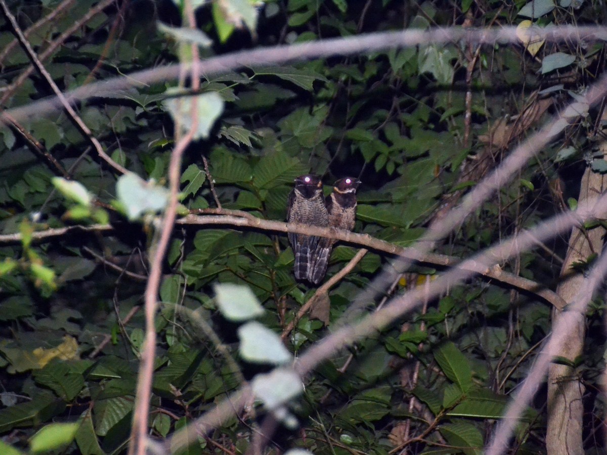 Photos - Great Eared-Nightjar - Lyncornis macrotis - Birds of the