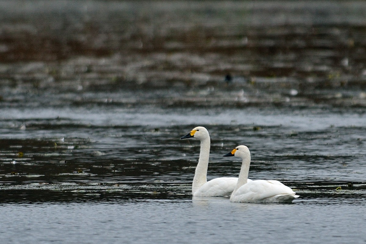 Tundra Swan - Hans Norelius