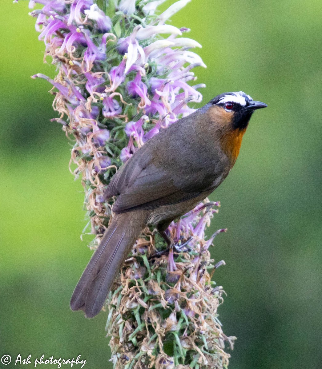 Nilgiri Laughingthrush - Ashwini Bhatt