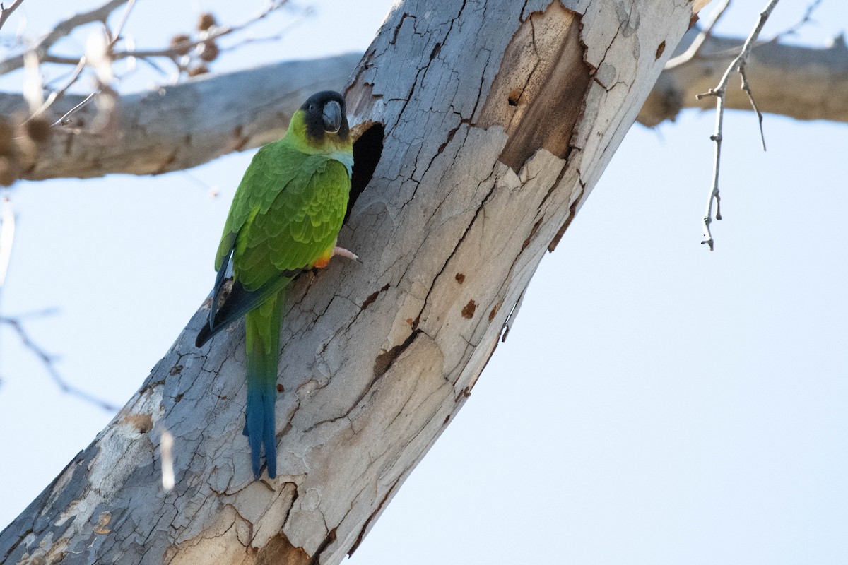 Nanday Parakeet - ML142718621