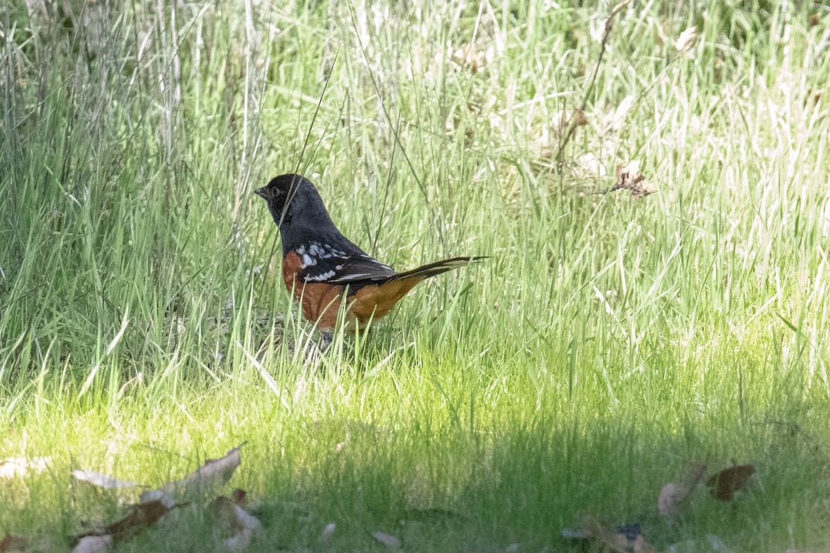 Spotted Towhee - ML142718891