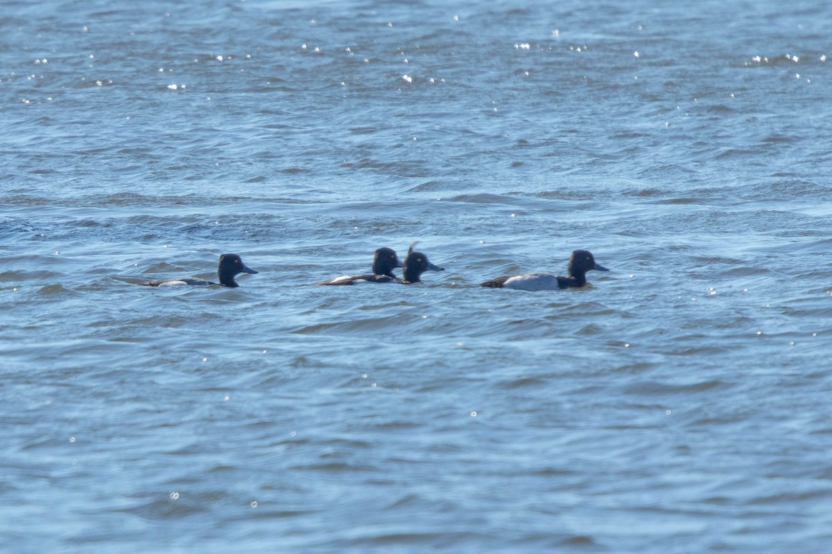 Tufted Duck - ML142719291