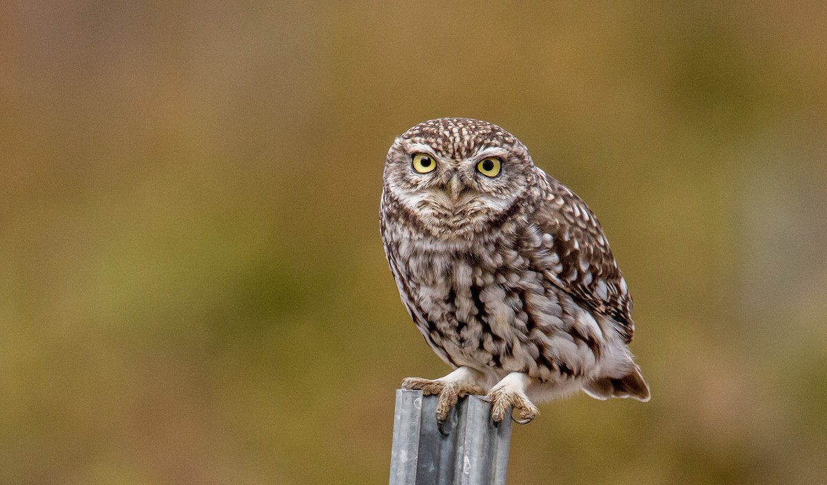 Little Owl - Raino Kinnunen
