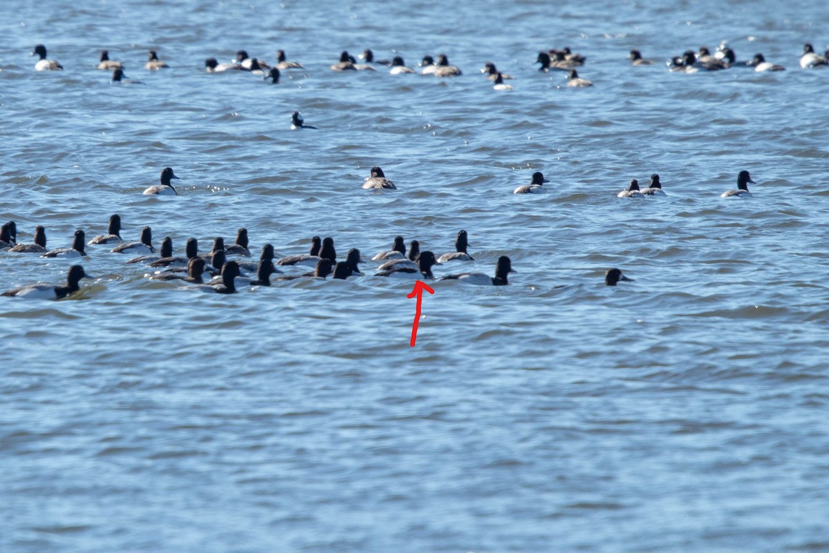 Tufted Duck - Kosuke Saita