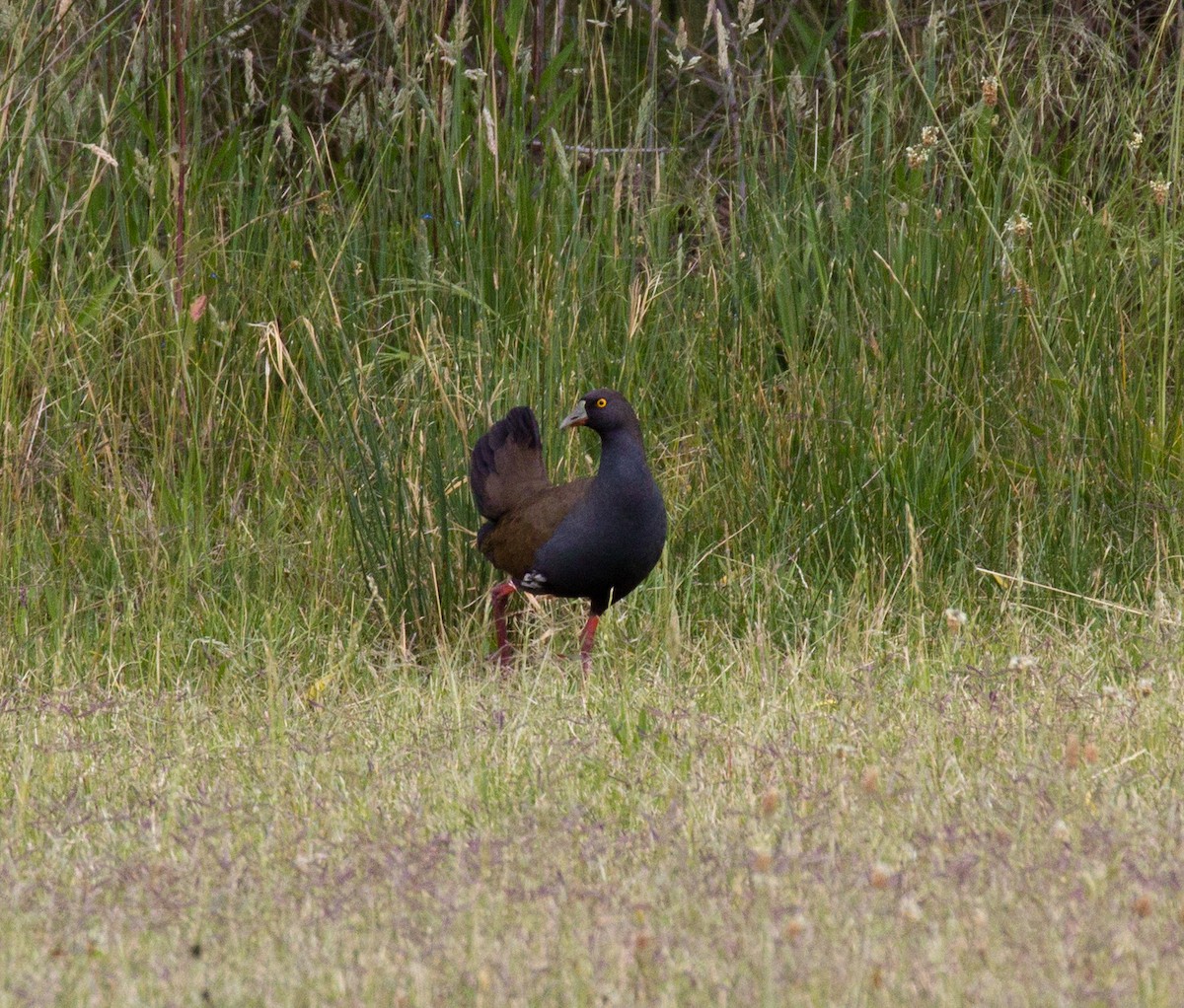 Rotfuß-Teichhuhn - ML142721931