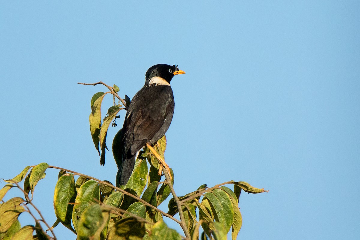 Collared Myna - ML142721981