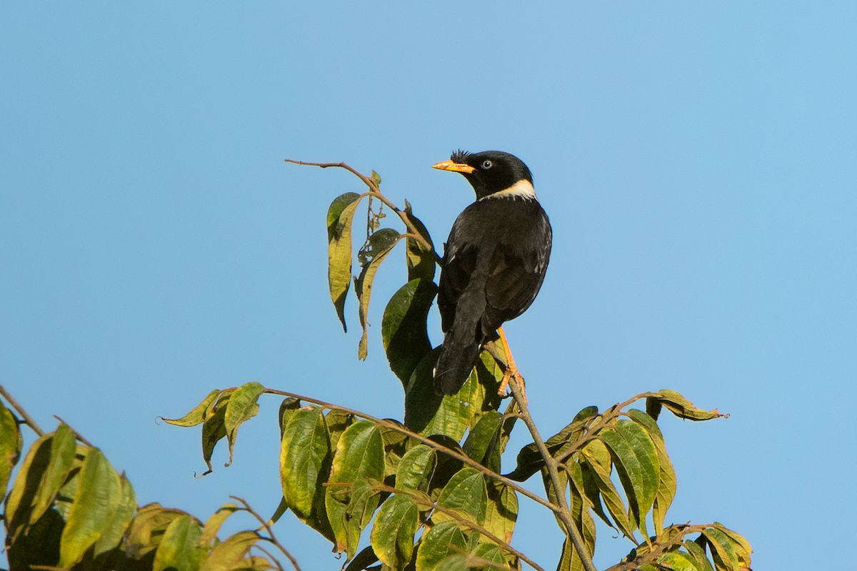 Collared Myna - ML142721991