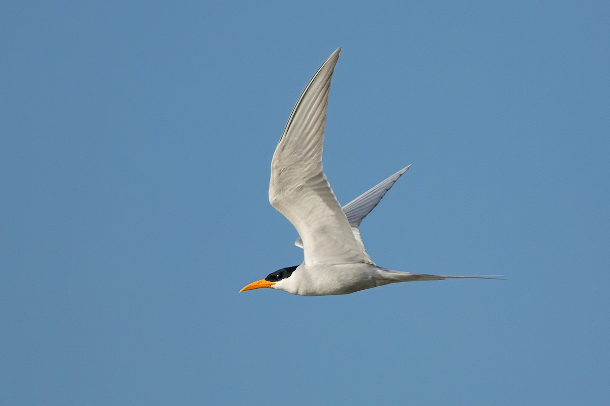 River Tern - ML142722071