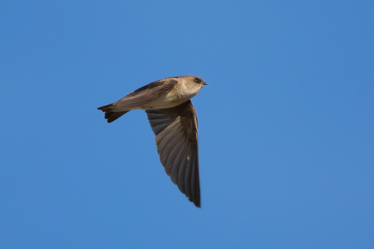 Gray-throated Martin - ML142722091