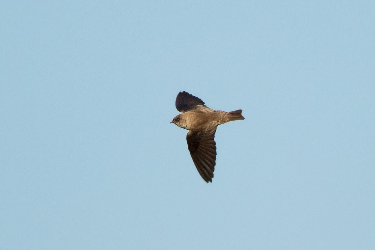 Gray-throated Martin - ML142722101