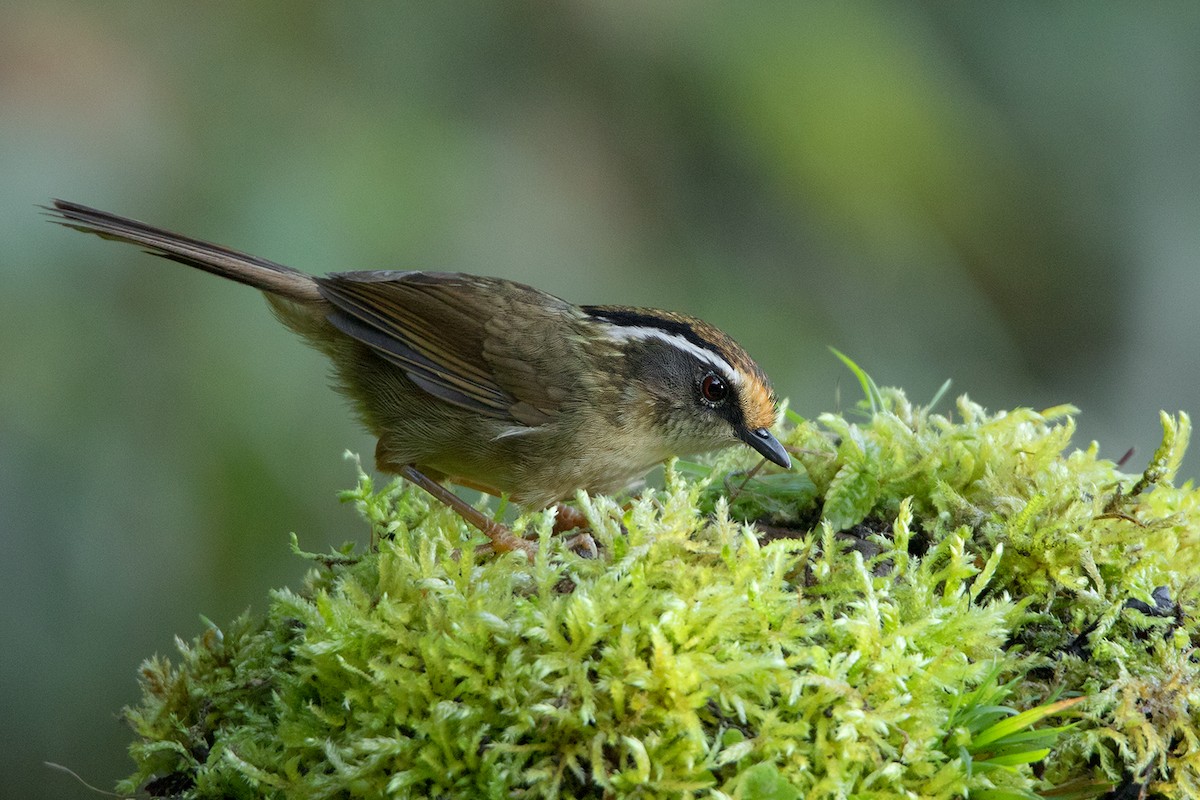 Rusty-capped Fulvetta - Ayuwat Jearwattanakanok