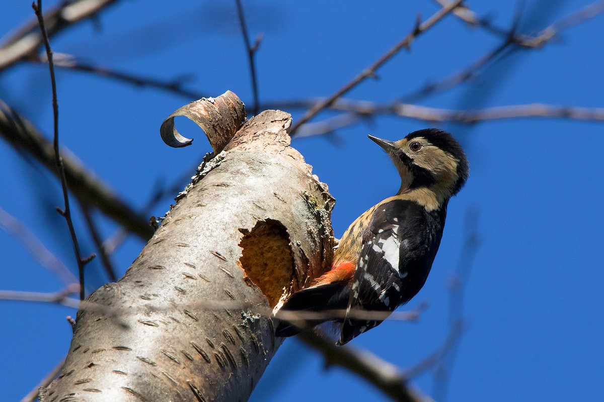 Necklaced Woodpecker - Ayuwat Jearwattanakanok