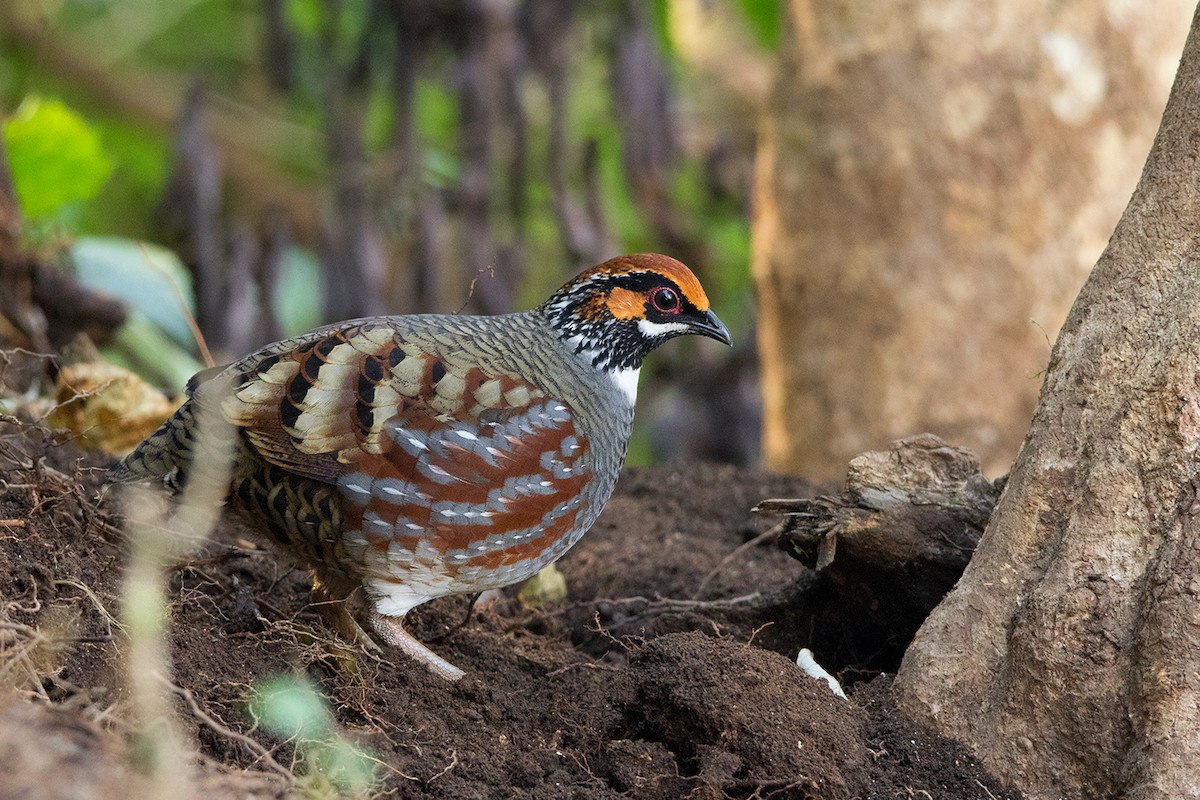 Hill Partridge - ML142722851