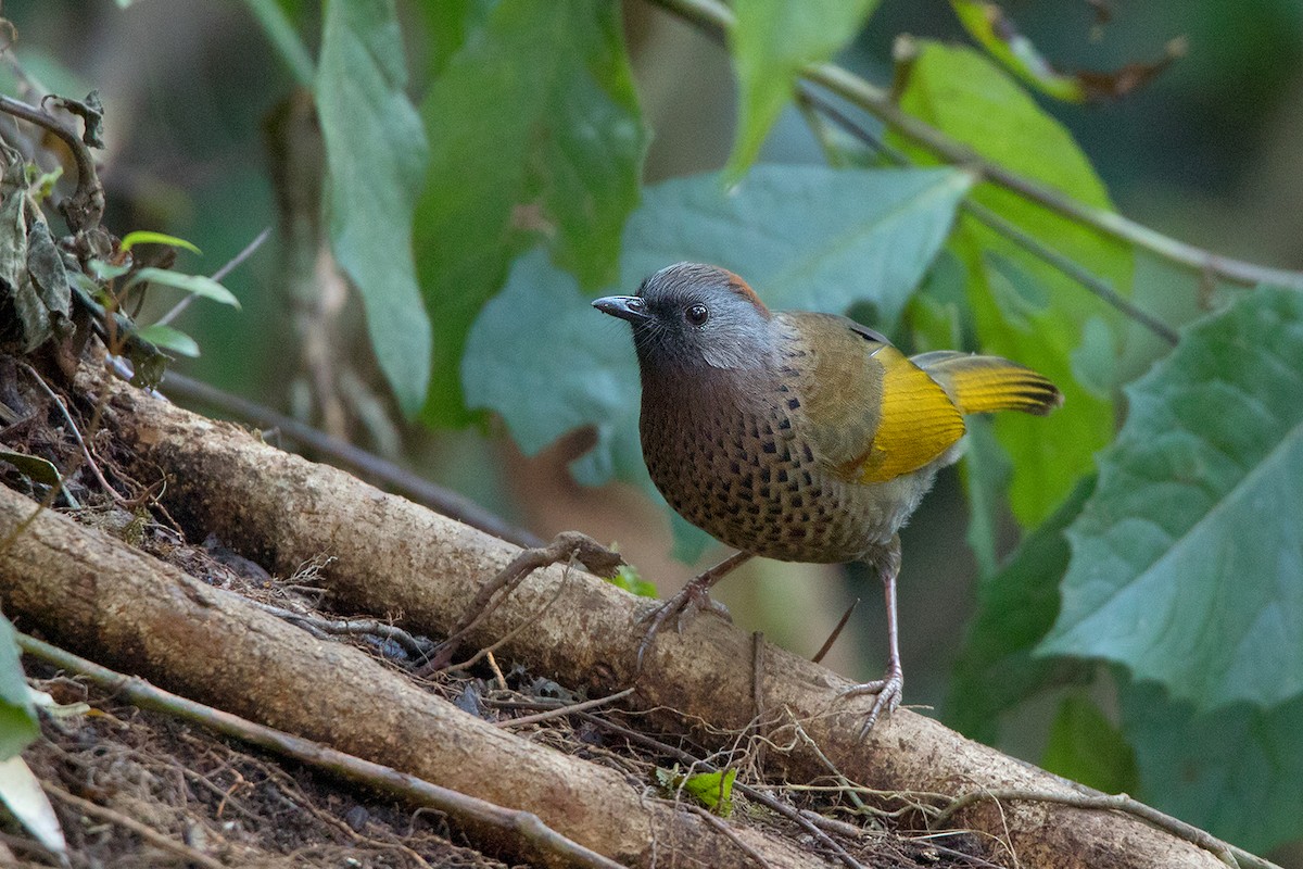 Assam Laughingthrush - ML142723171