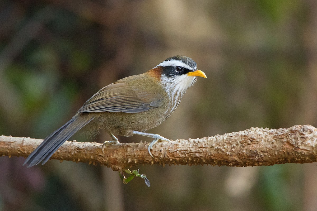 Streak-breasted Scimitar-Babbler - ML142723261