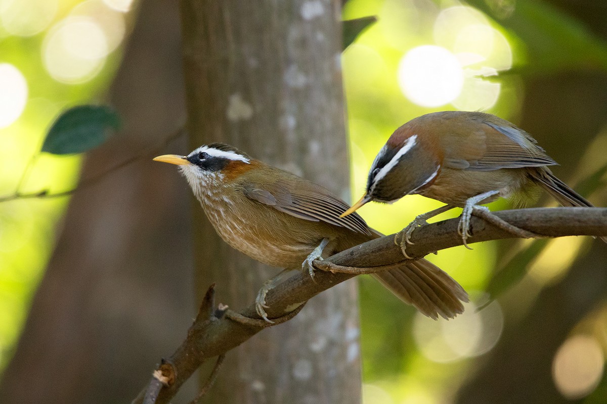 Streak-breasted Scimitar-Babbler - ML142723291