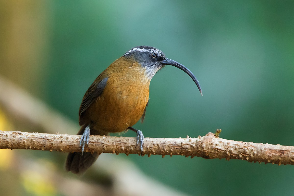 Slender-billed Scimitar-Babbler - ML142723311