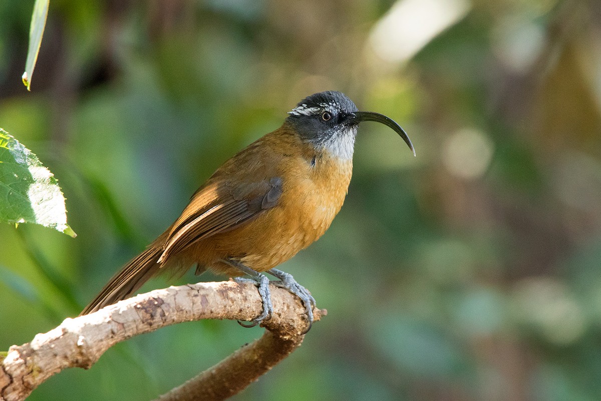 Slender-billed Scimitar-Babbler - ML142723321