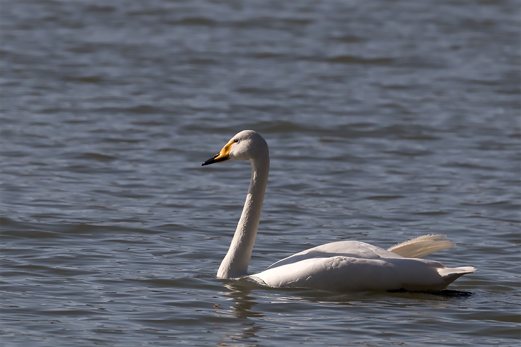 Whooper Swan - Göktuğ  Güzelbey