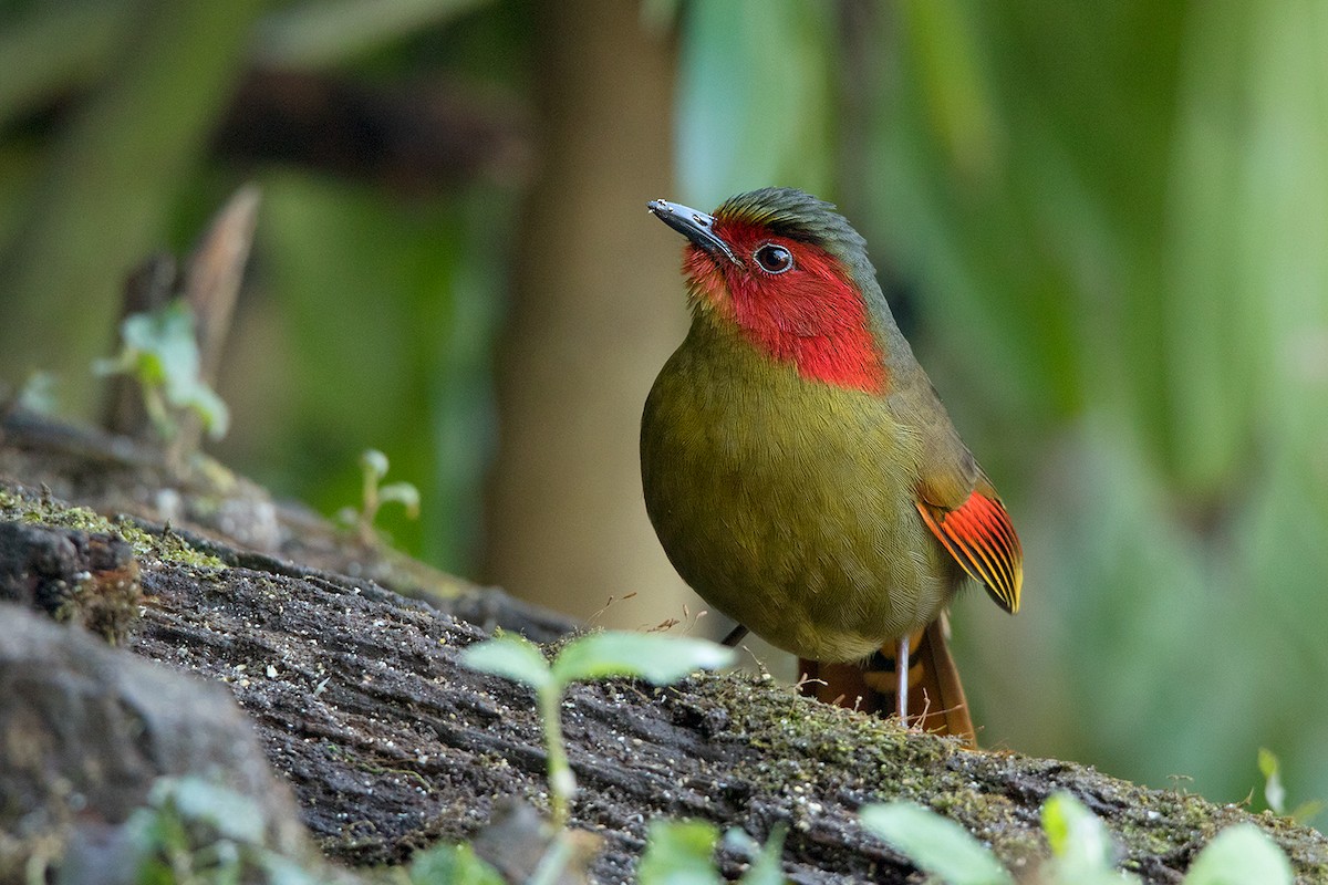 Scarlet-faced Liocichla - ML142723491