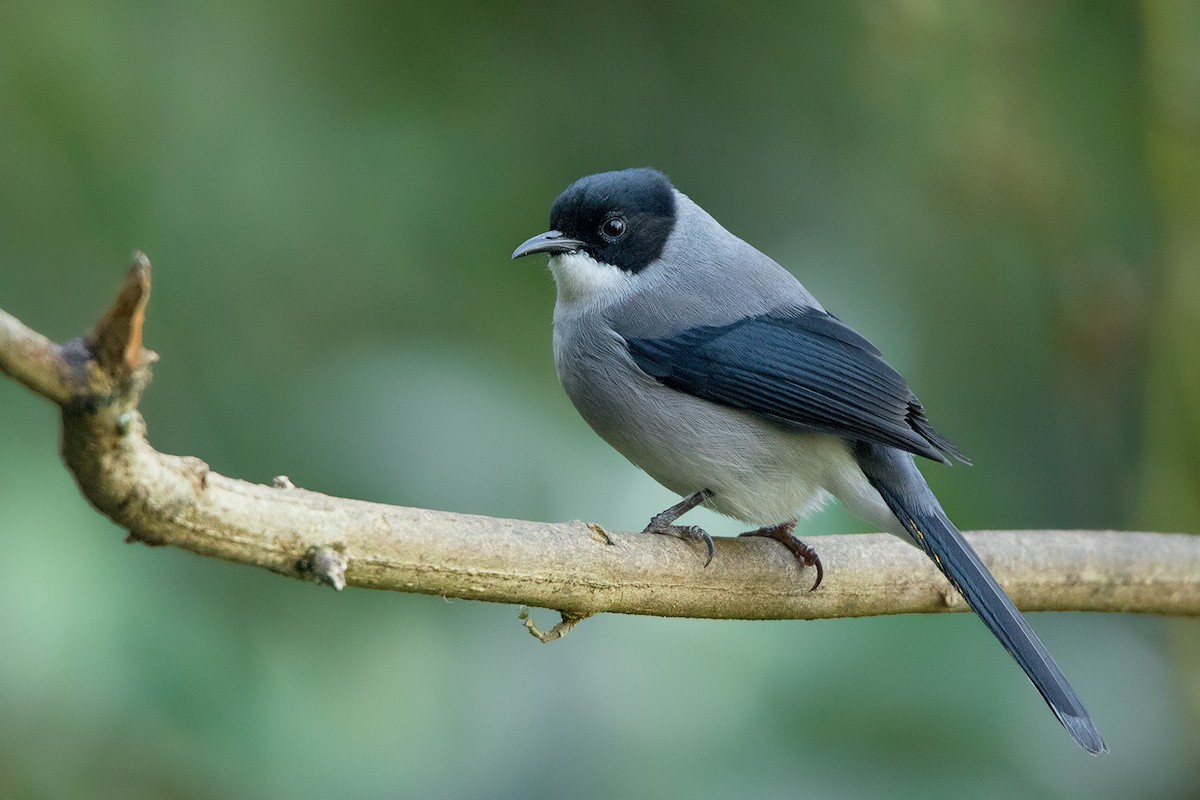 Black-headed Sibia - Ayuwat Jearwattanakanok