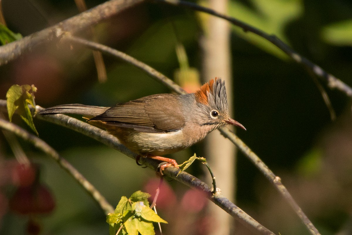 Rufous-vented Yuhina - Ayuwat Jearwattanakanok