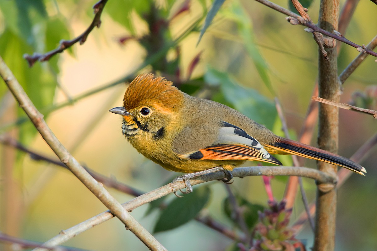 Chestnut-tailed Minla - ML142723891