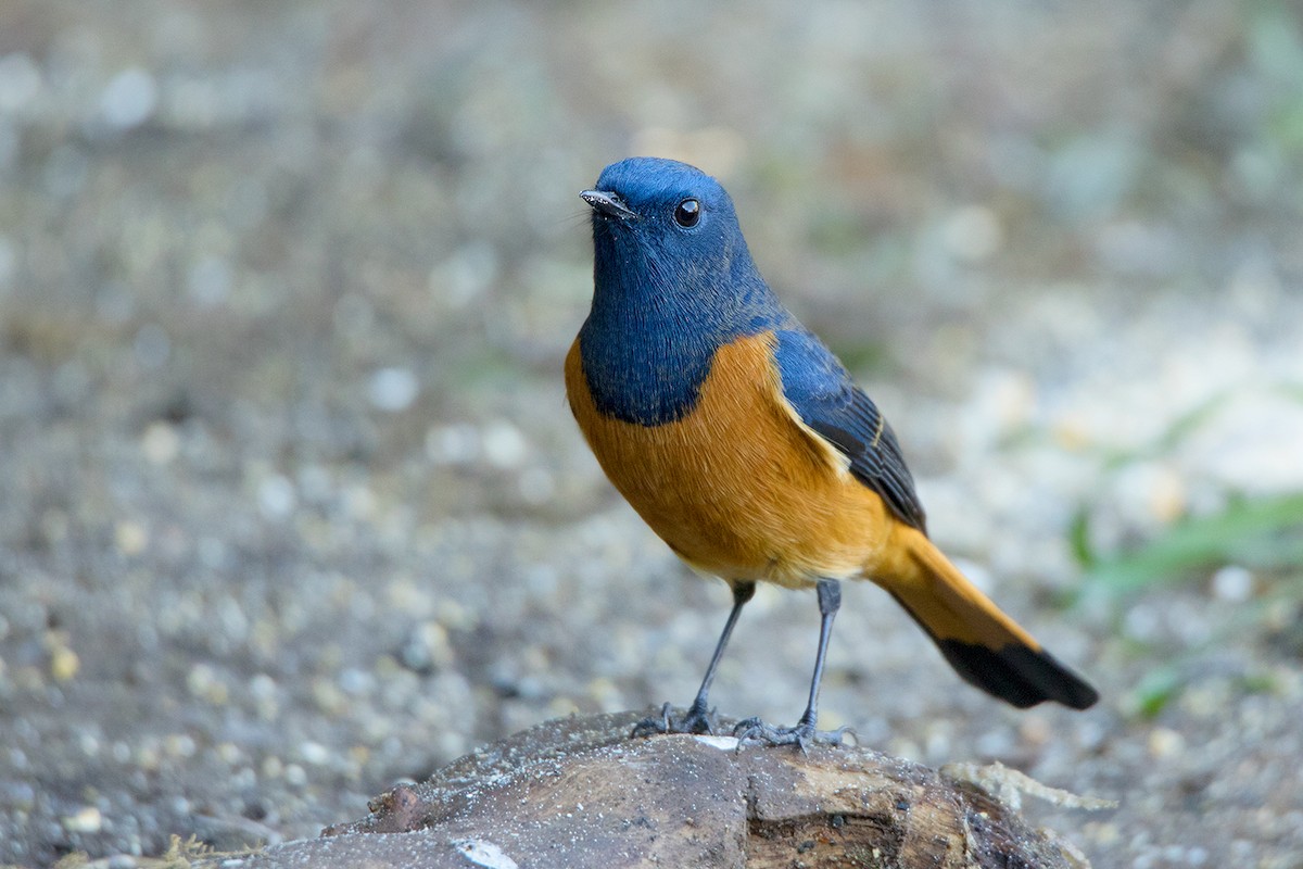 Blue-fronted Redstart - ML142723961