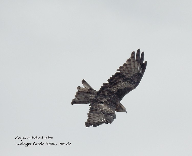 Square-tailed Kite - ML142724061