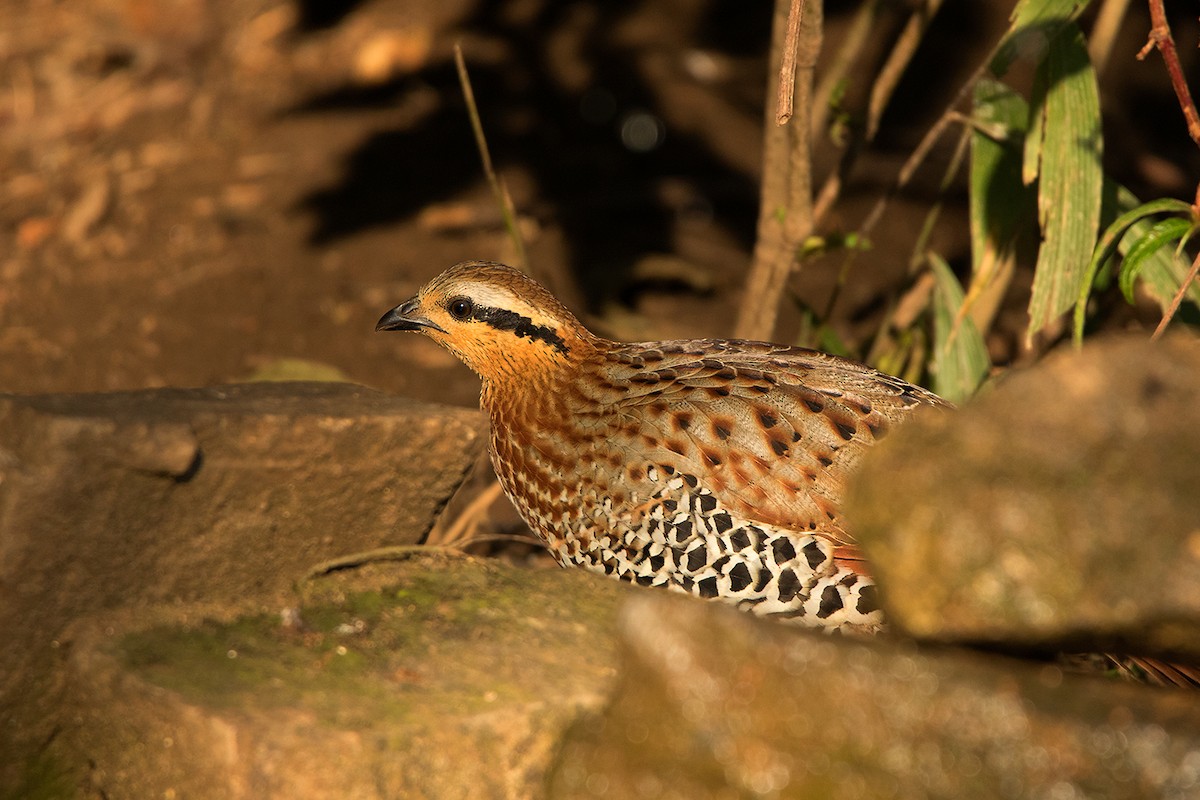 Mountain Bamboo-Partridge - Ayuwat Jearwattanakanok