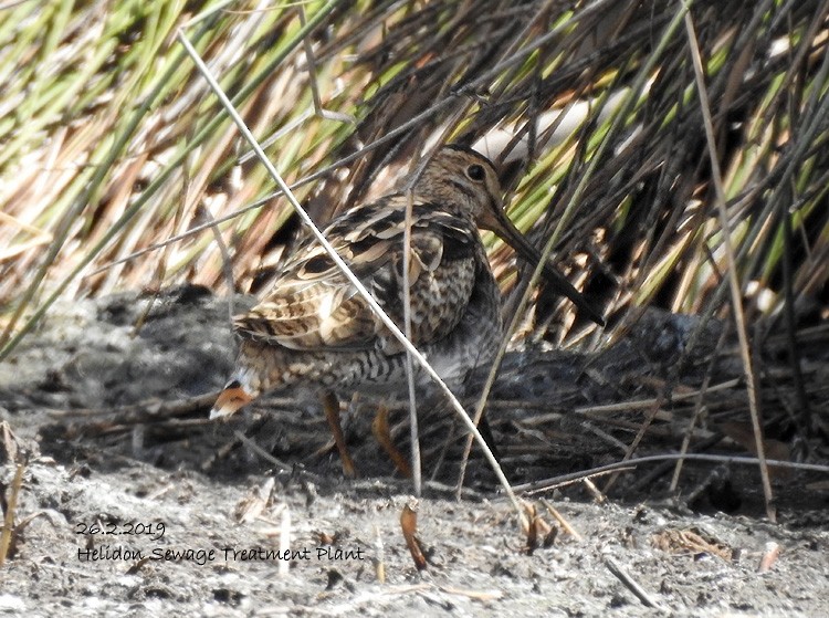 Latham's Snipe - ML142724181