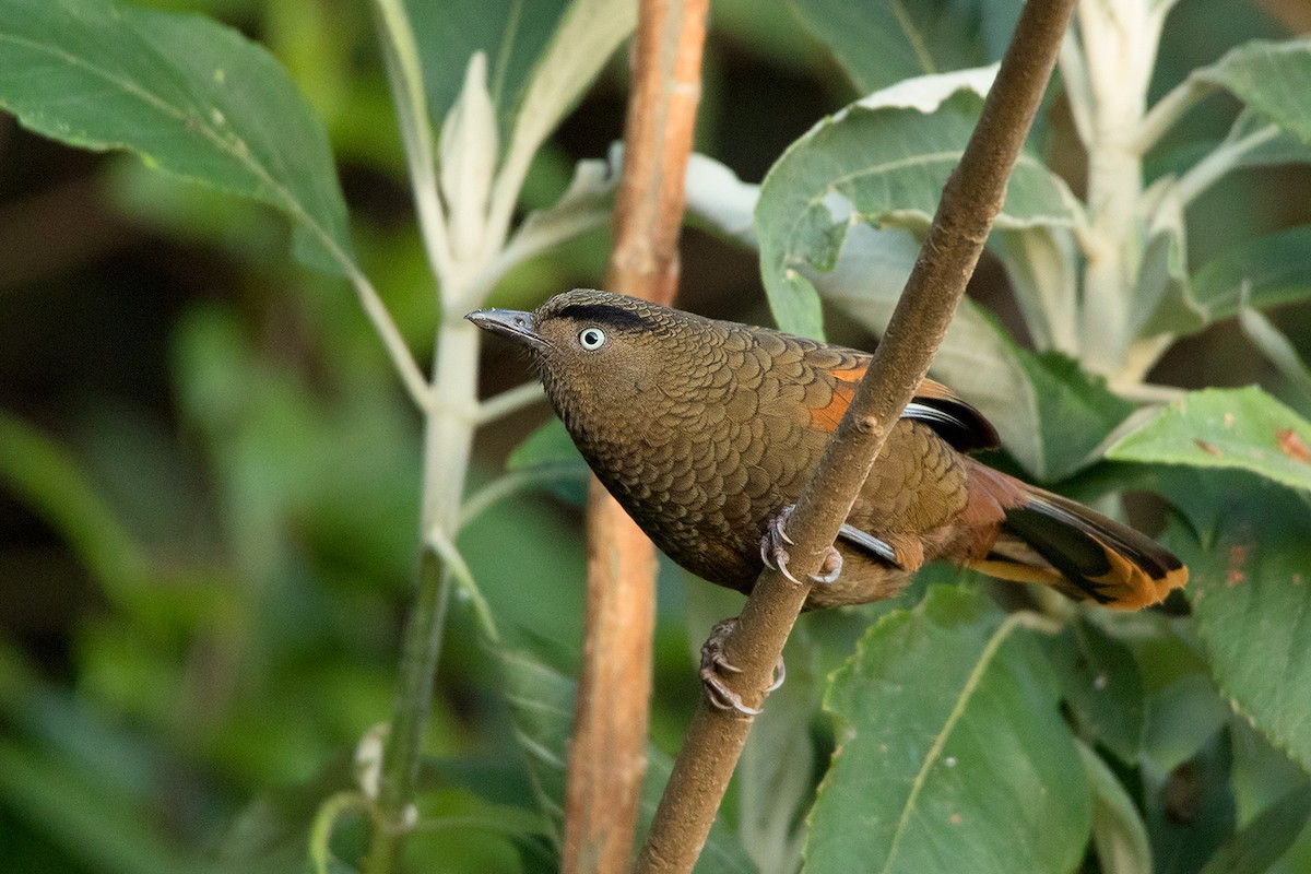 Blue-winged Laughingthrush - ML142724261