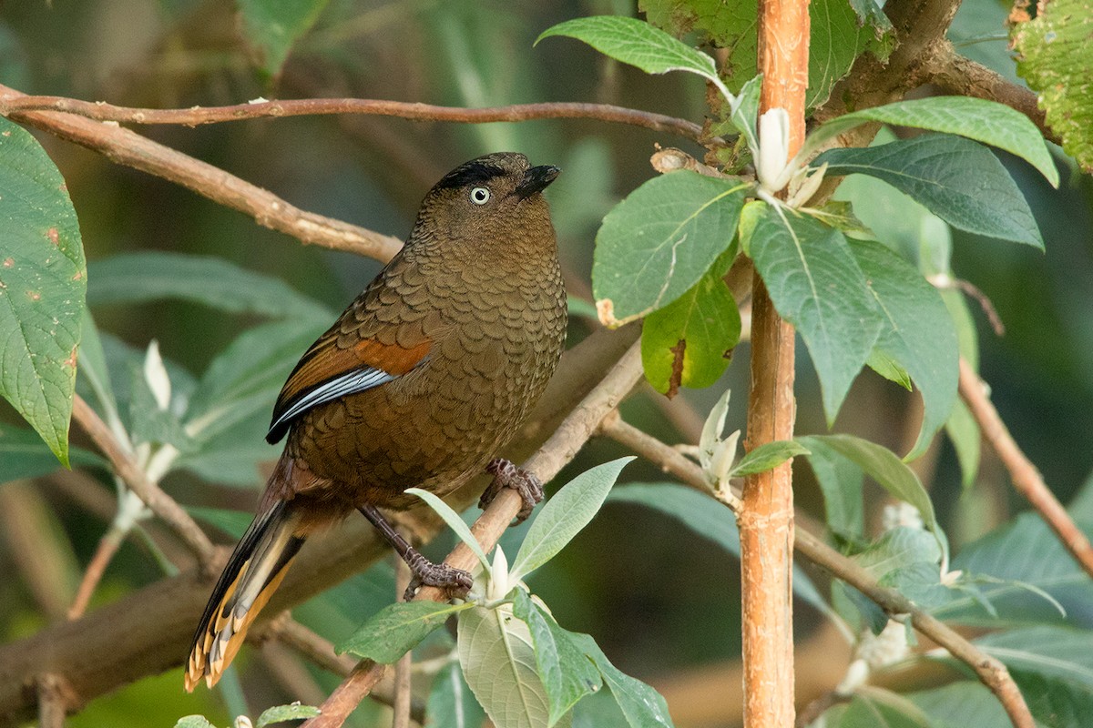 Blue-winged Laughingthrush - Ayuwat Jearwattanakanok