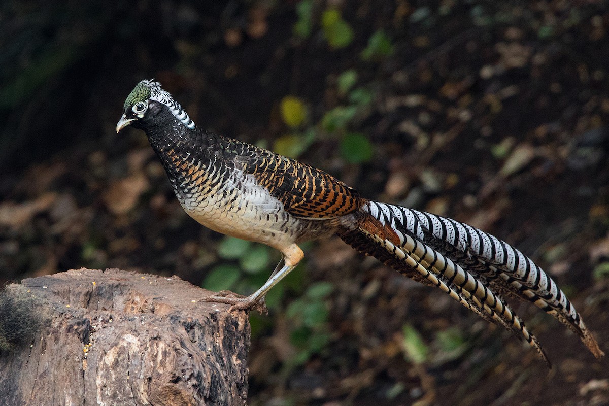 Lady Amherst's Pheasant - ML142724521